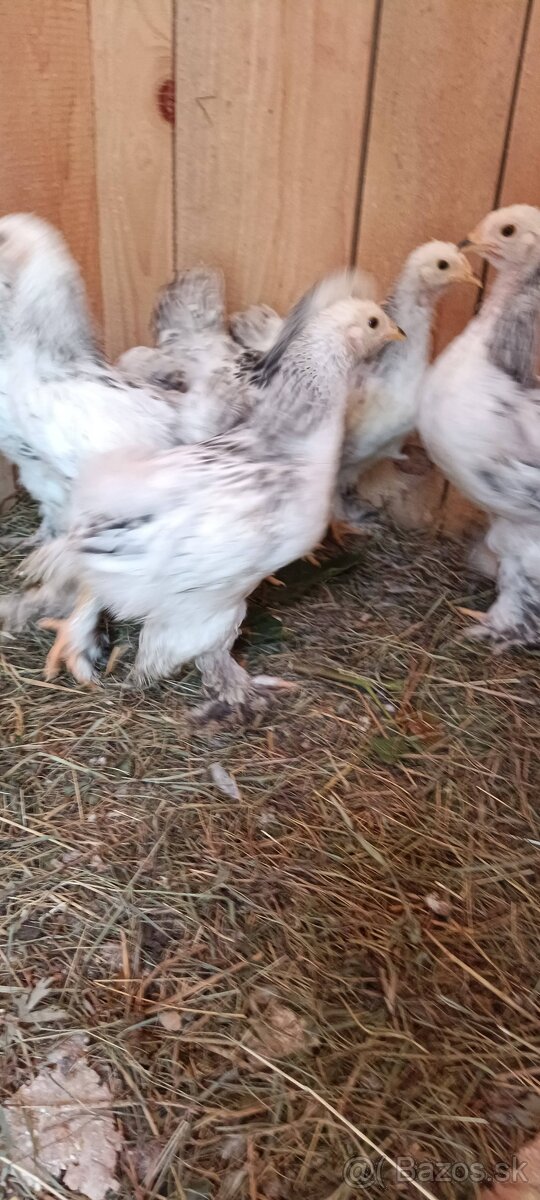 Brahman columbia brahmanky - 4