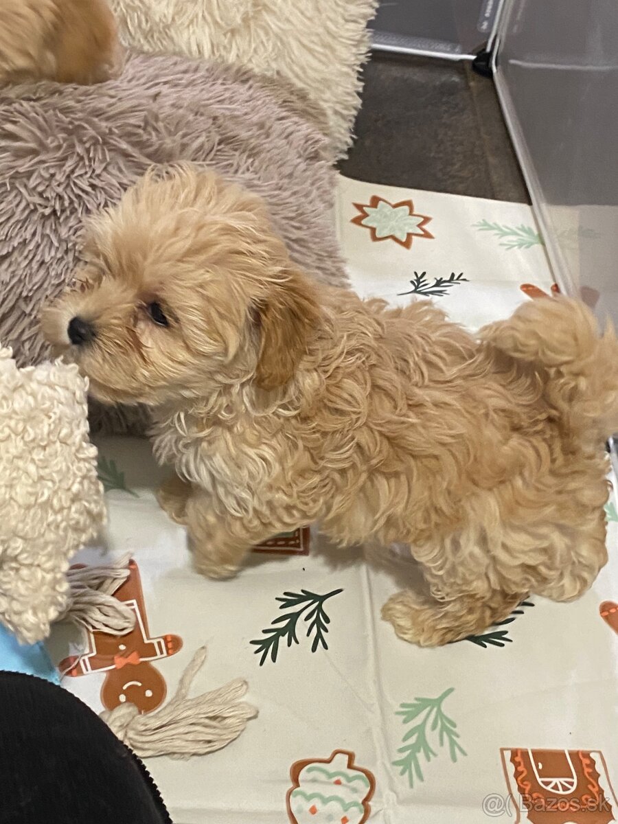 Šteniatka maltipoo na predaj, cavapoo toy pudel - 4