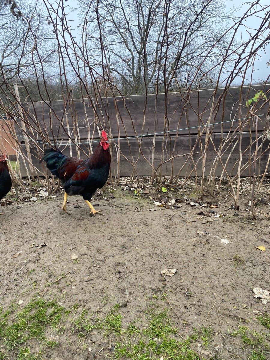 Predám kohútov - 4