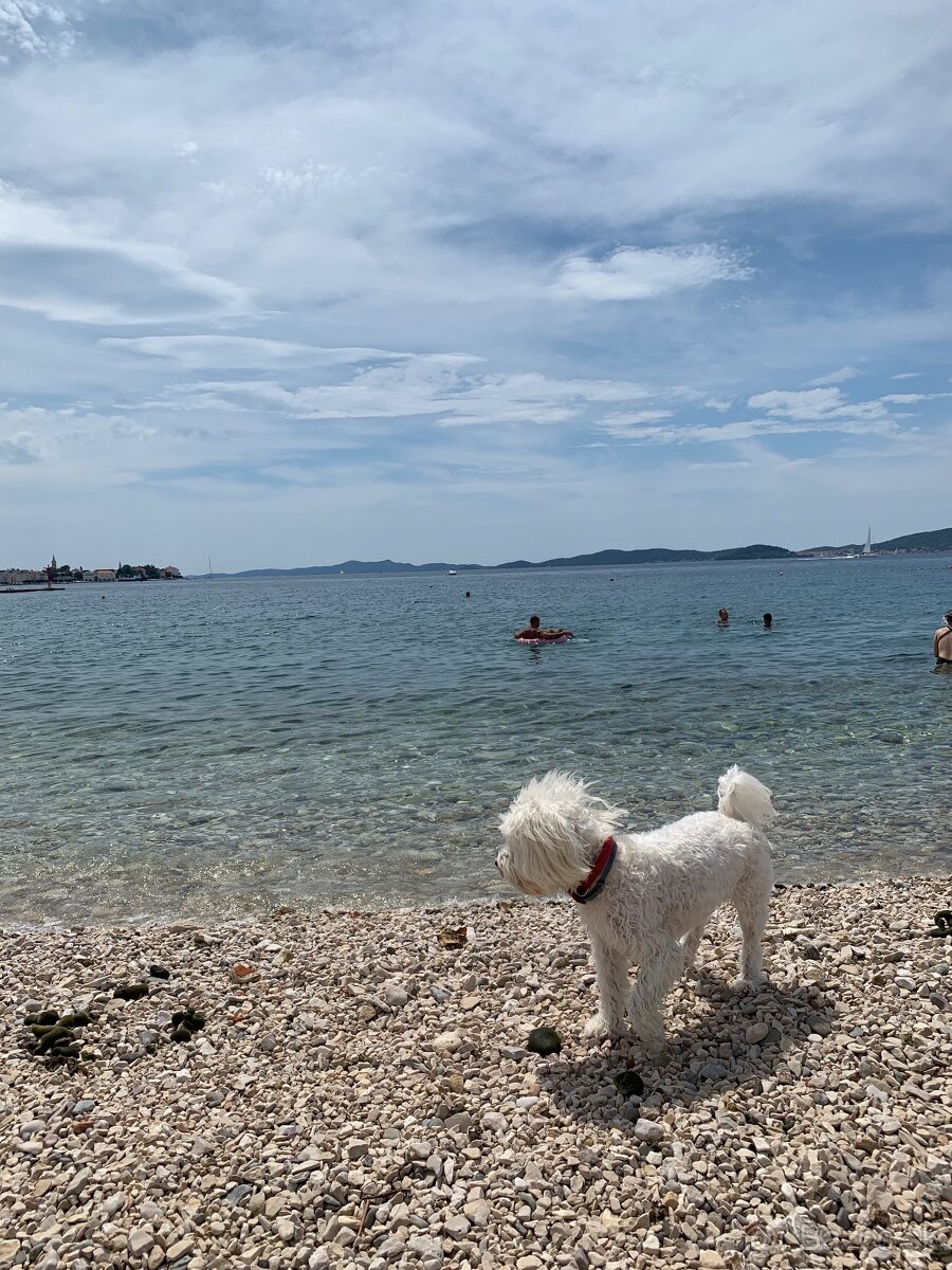 Maltezak hlada lasku (na krytie) - 4