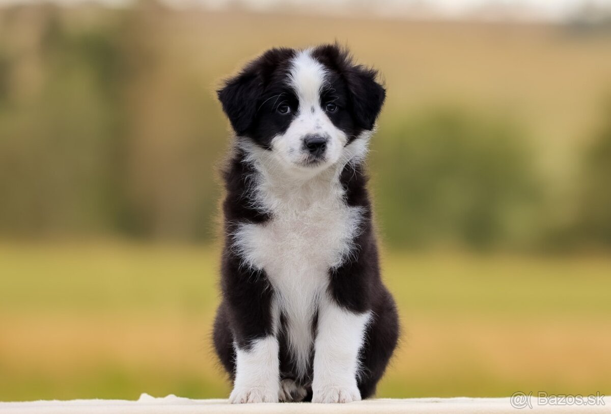 Austrálsky ovčiak s pp - 4