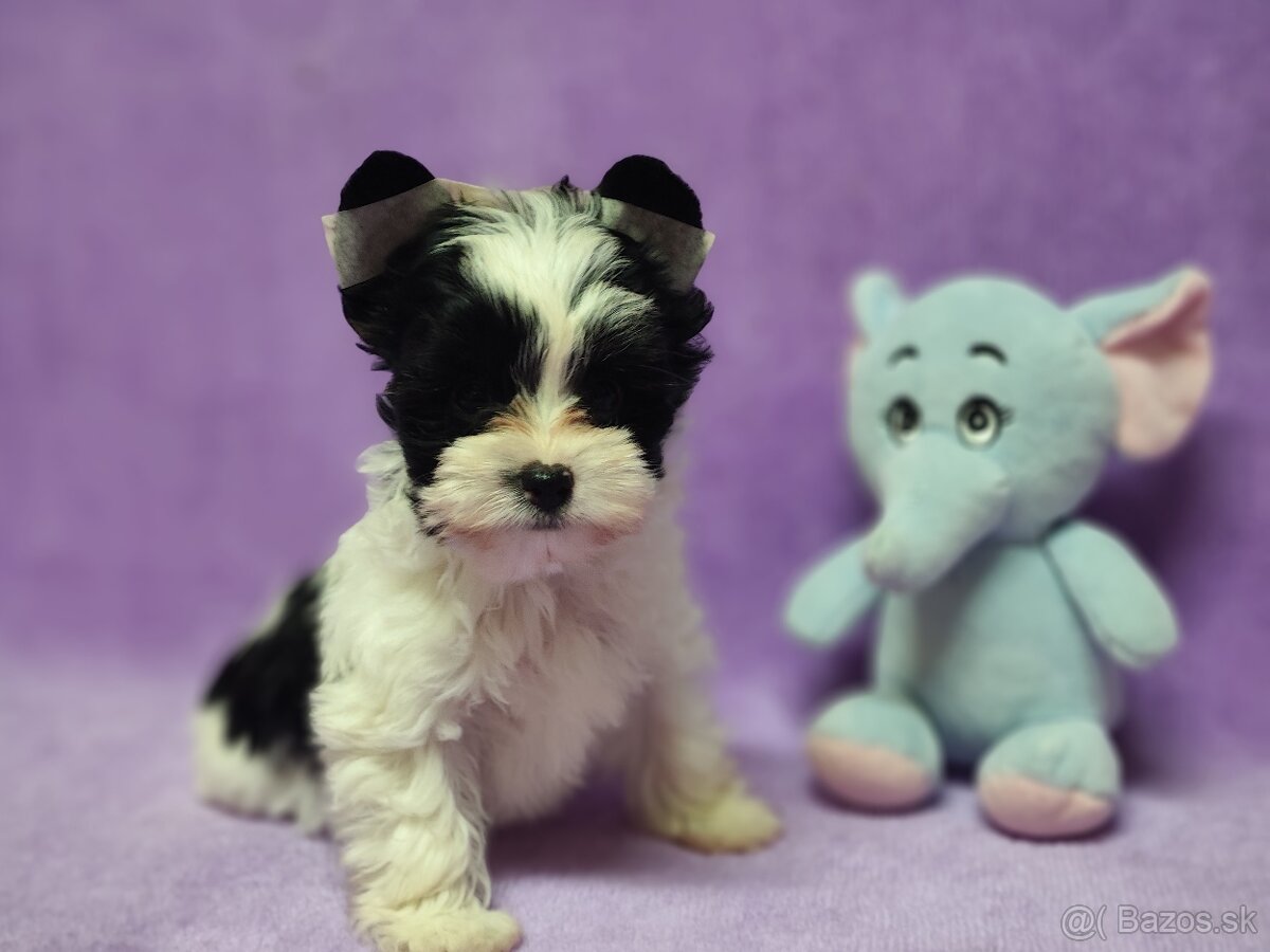 Yorksirsky terier - Biewer,coko,cierny - 4