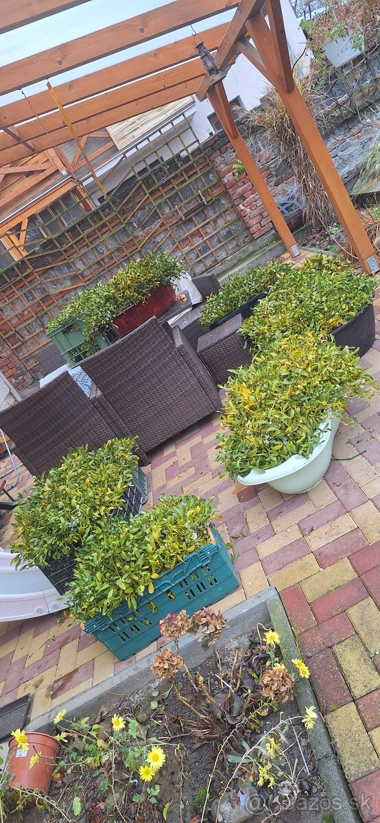 Ponúkame na predaj Imelo - 4