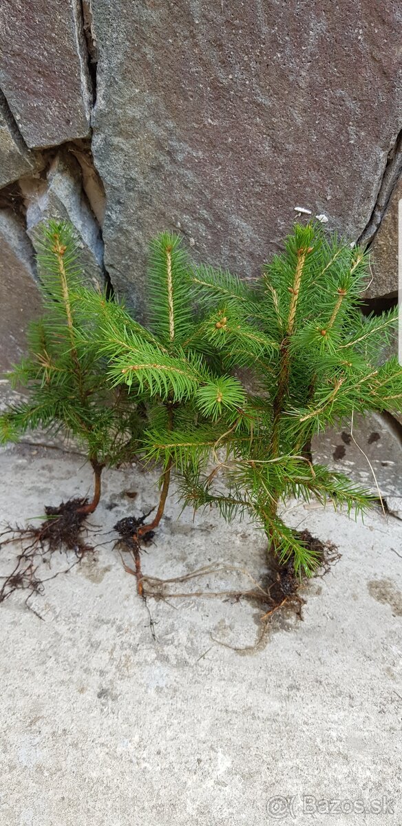 Smrek, jedla, borovica - 4