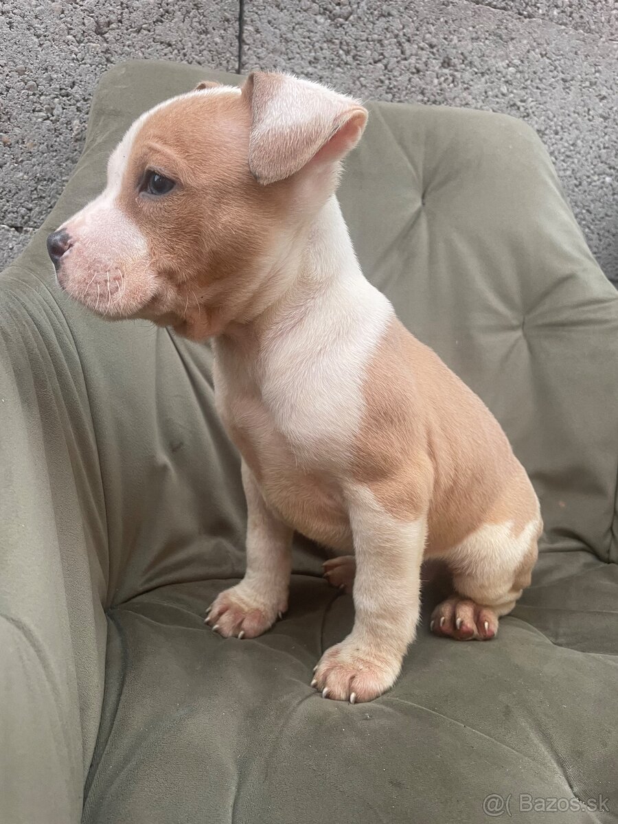 Americký stafordšírsky teriér, Amstaff - 4