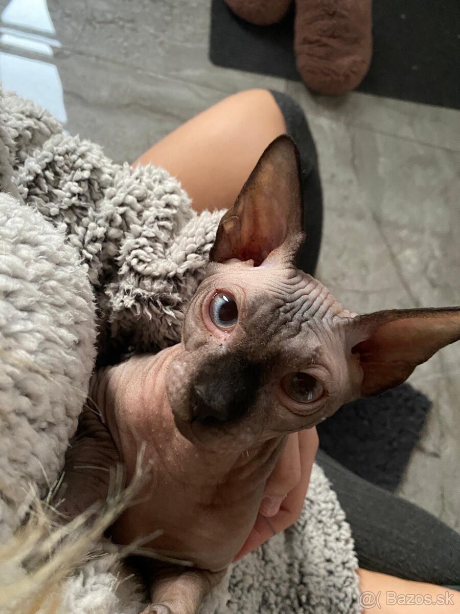 Kocúrik na krytie - 4