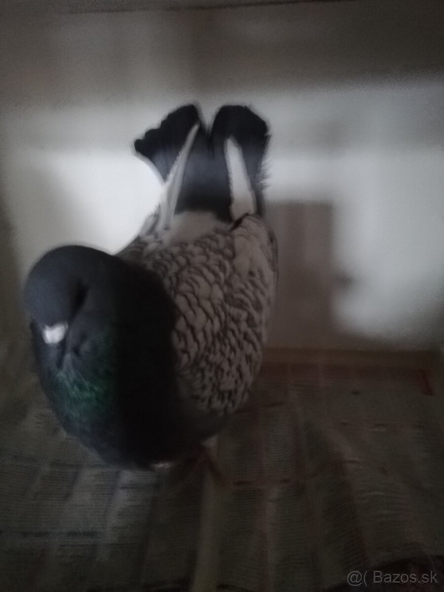 Predam PH HOLUBY - 4