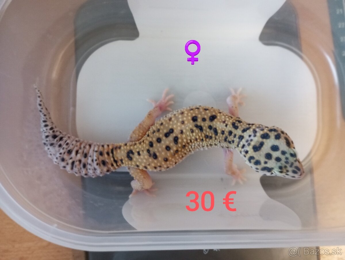 Gekončík nočný - 4