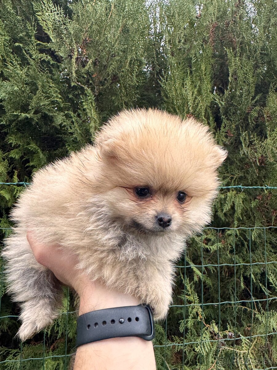 Špic pomeranian psík kremový - 4