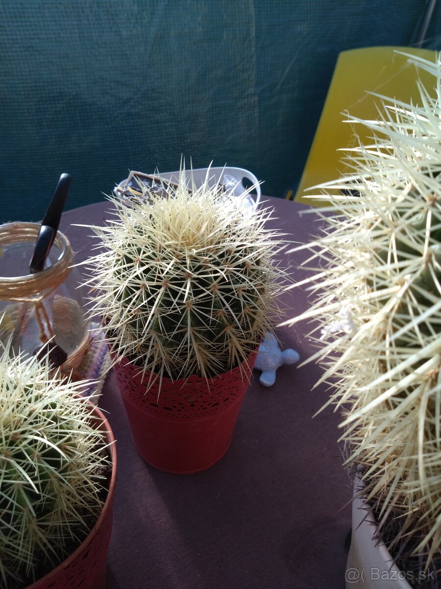 Kaktus - 4