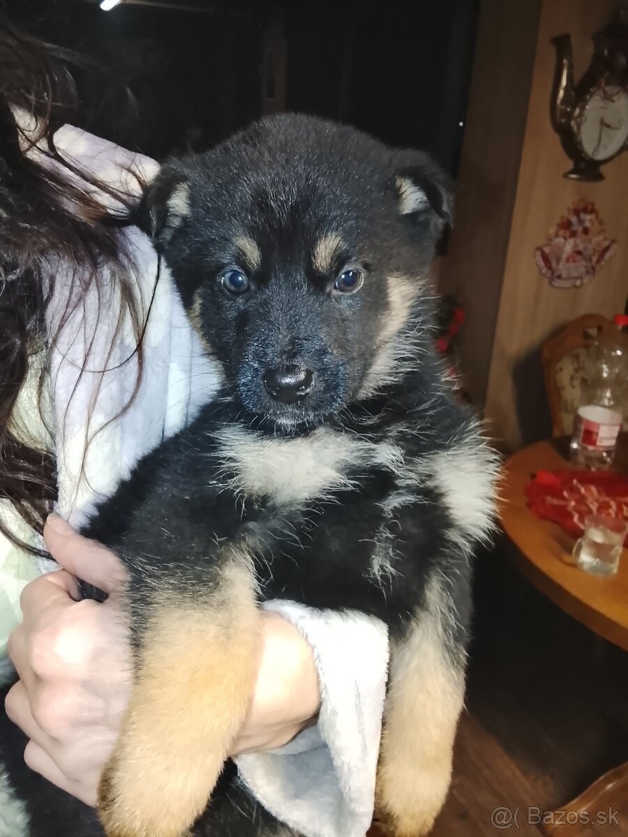 Predám šteniatka nemeckého ovčiaka - 4