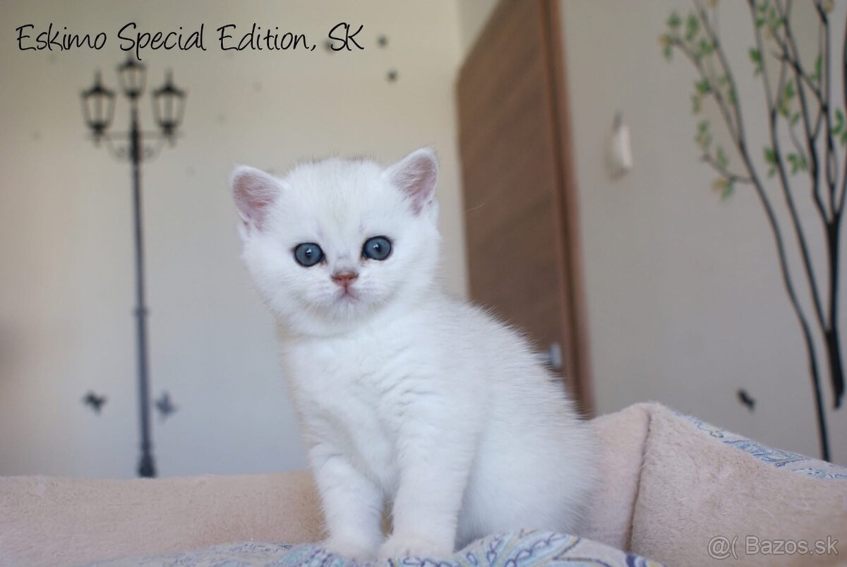 Eskimo Special Edition, SK - britský kocúrik s PP - 4