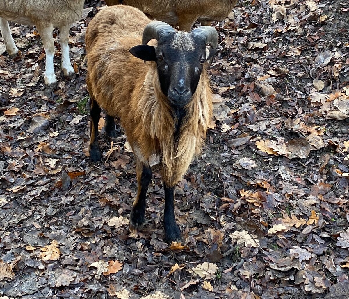 Kamerunské barany - 4