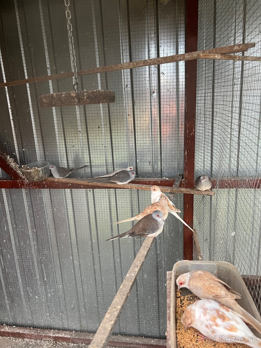 Diamantové holubky - 4