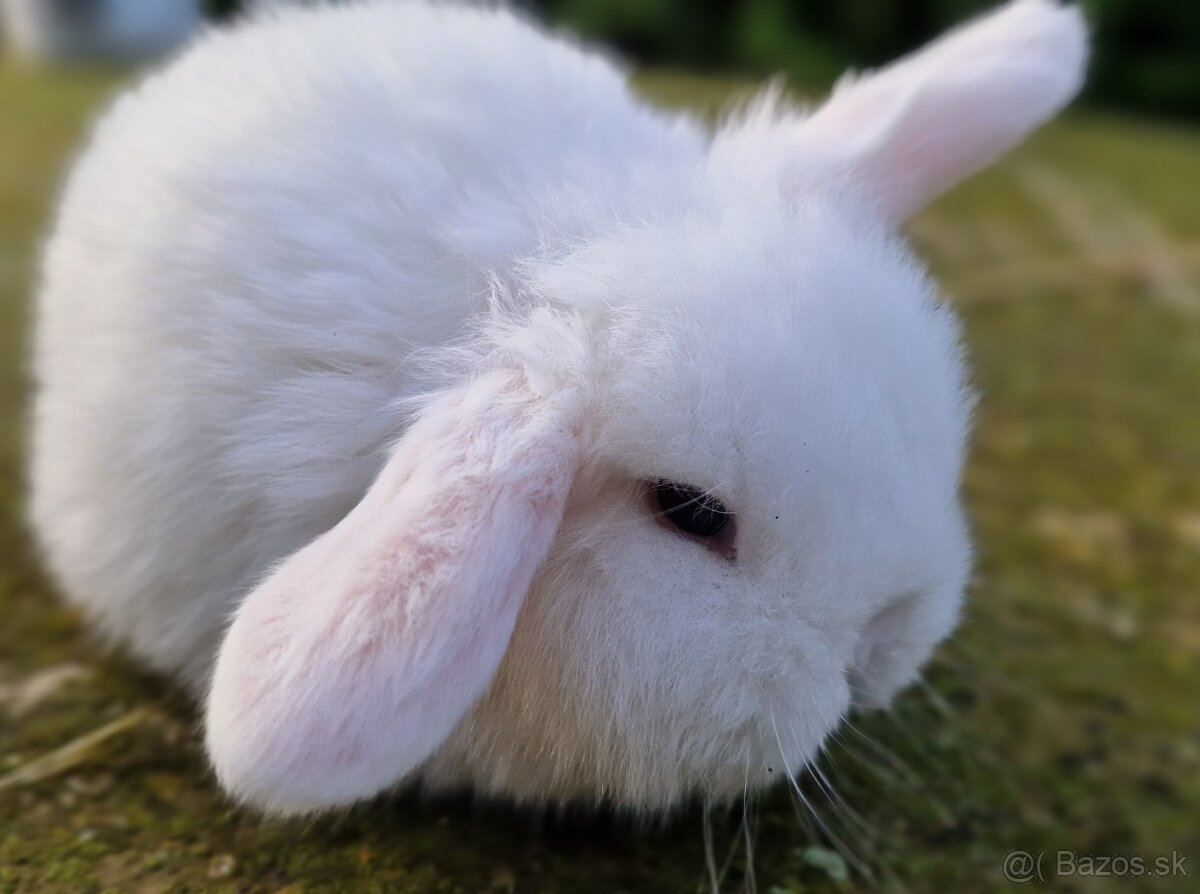 Minilop - mláďatká zakrslých barančekov - 4