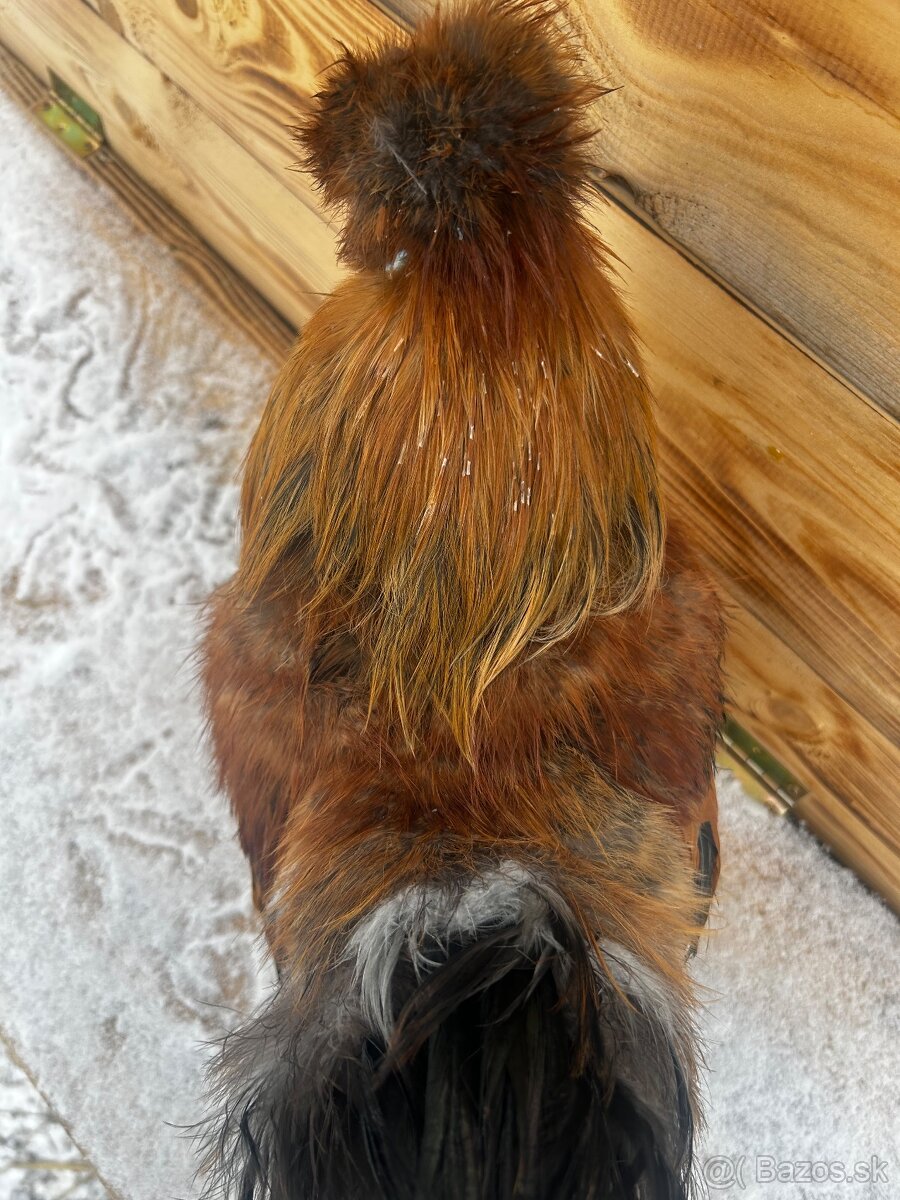 Kohút - Hodvábnička (Sillkie) - 4