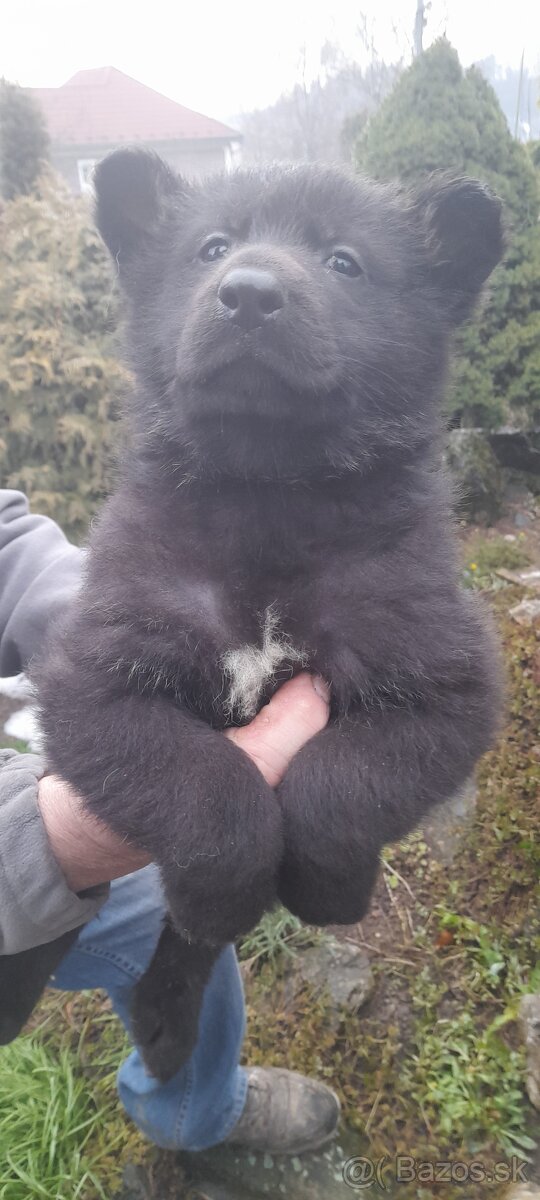 Nemecký ovčiak šteňatá - 4