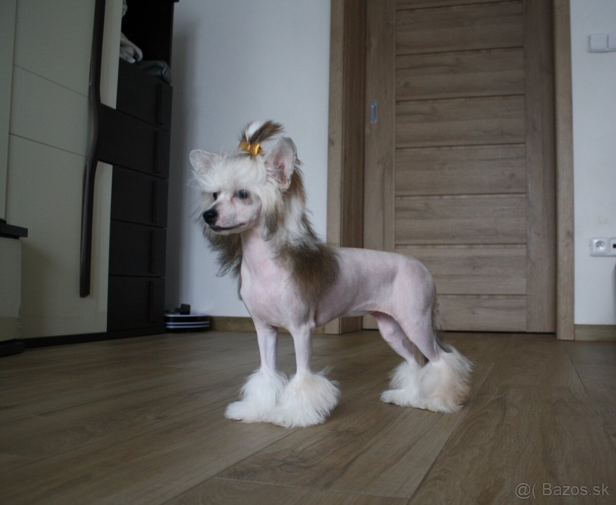 Čínský chocholatý pes s PP - 4