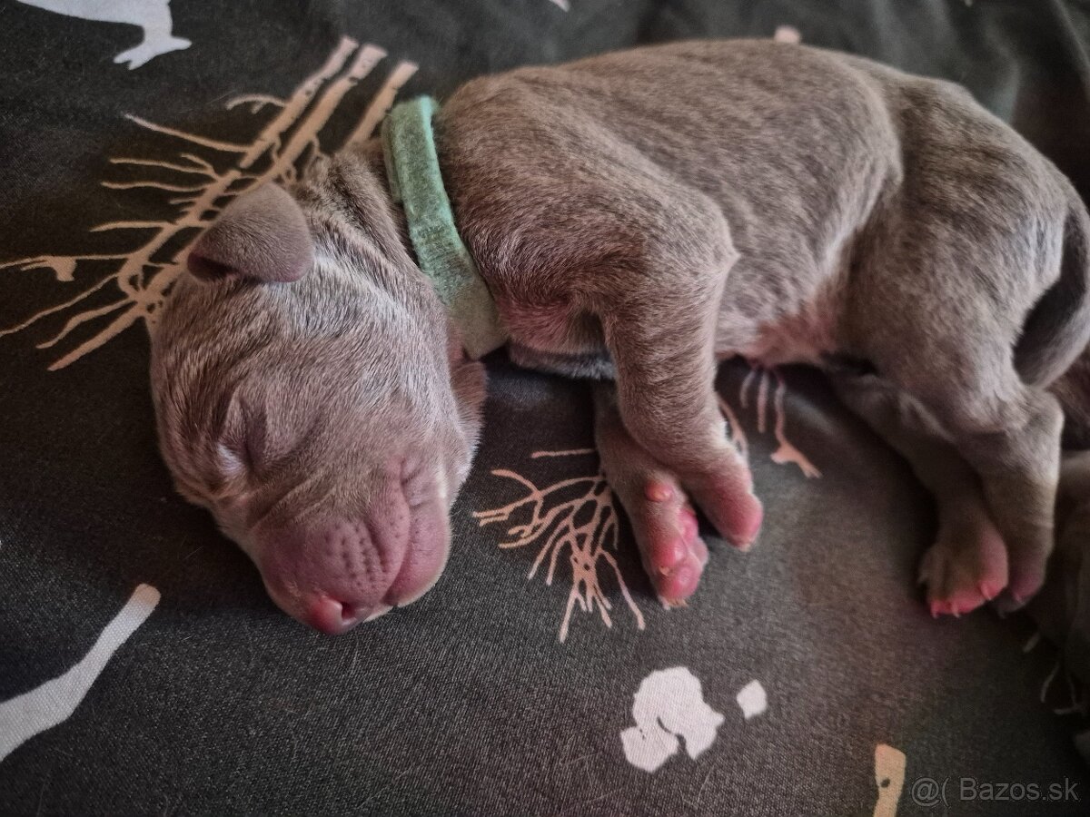 Šteniatka weimarského stavača s PP - 4