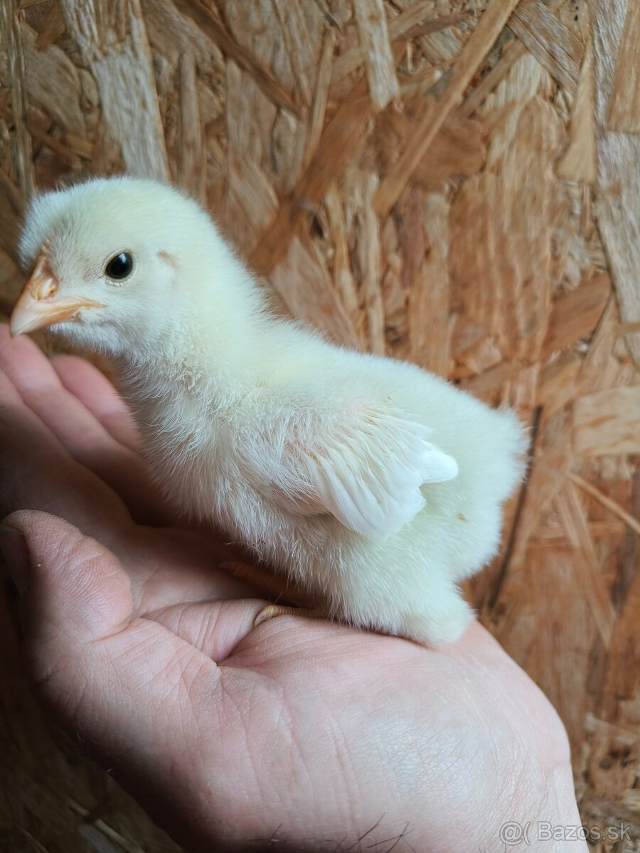 Kuriatka dominant - 4