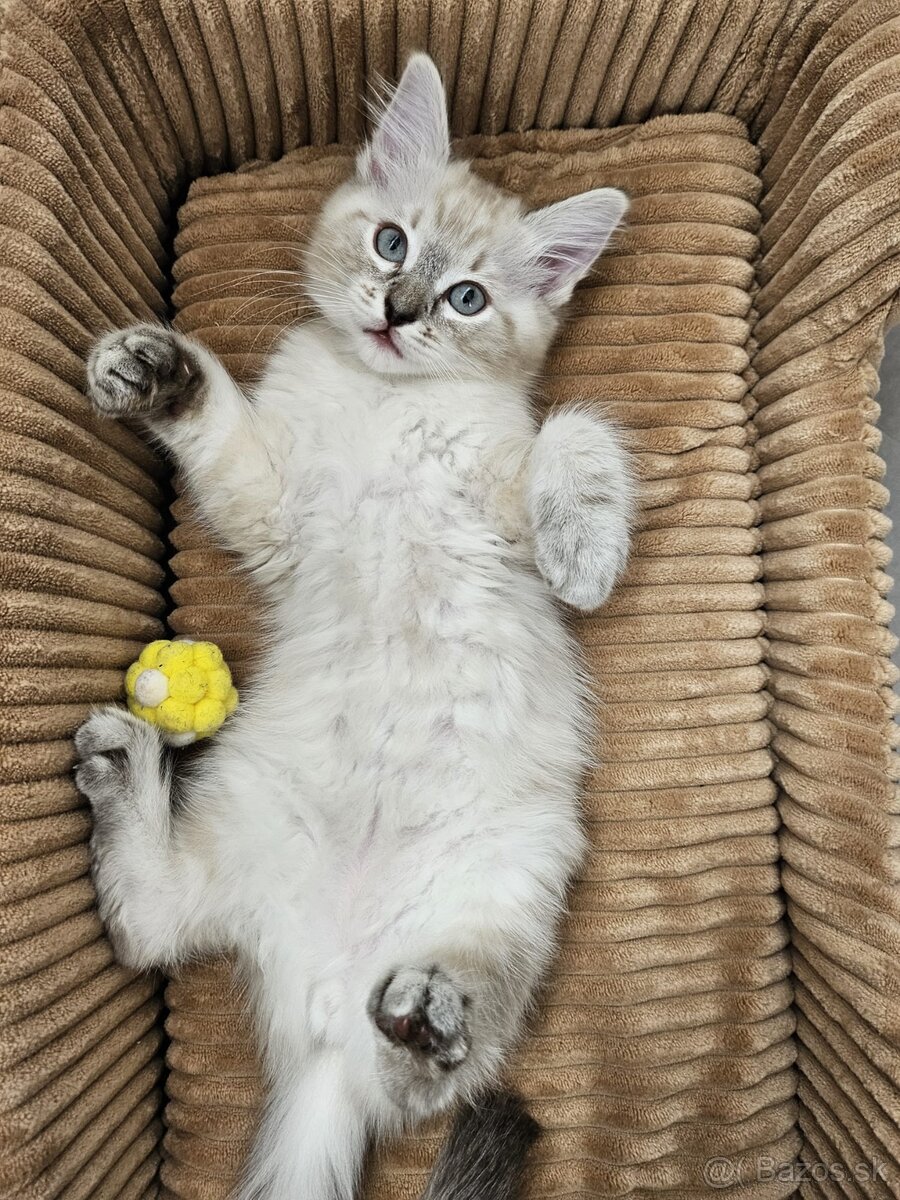 Ragdoll mačiatka - 4