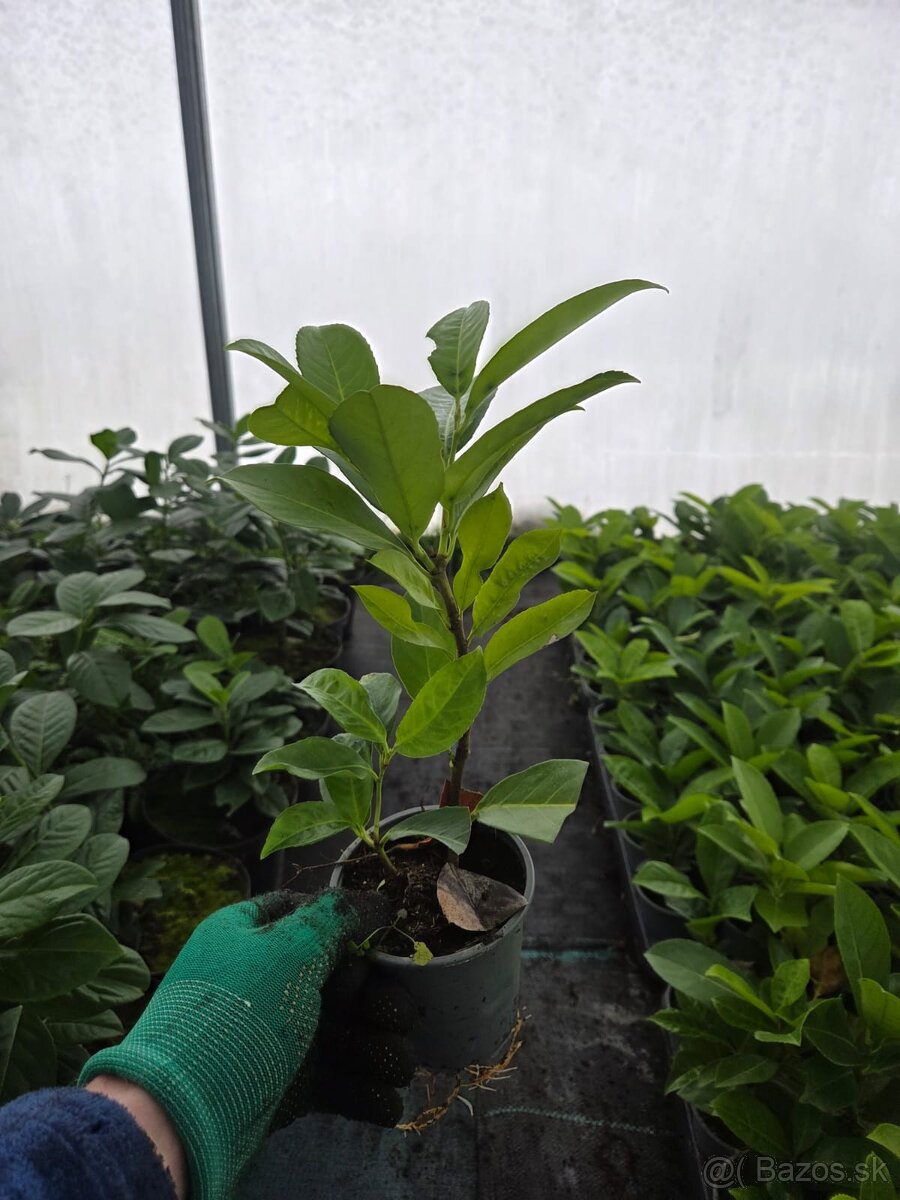 Laurel Novita wawrzyn PRUNUS 0.7l 20-30cm - 4