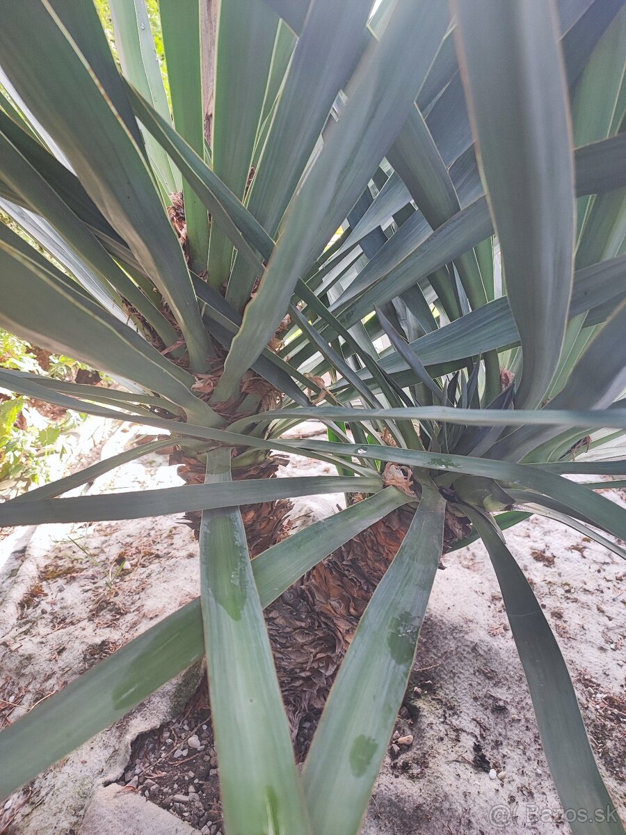 Predám krásne palmy - Juka Gloriosa - 4