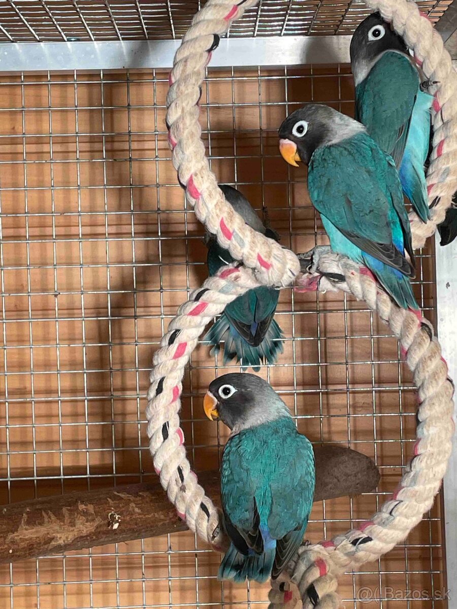 Predám Agapornis škraboškový, papagáj - 4