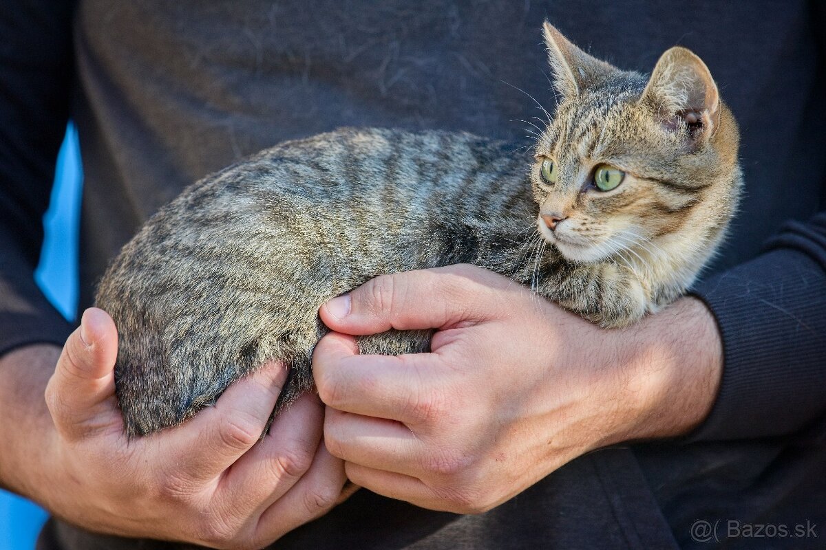 Darujem zachránené mačiatka - ryšavé, tigrované - 4