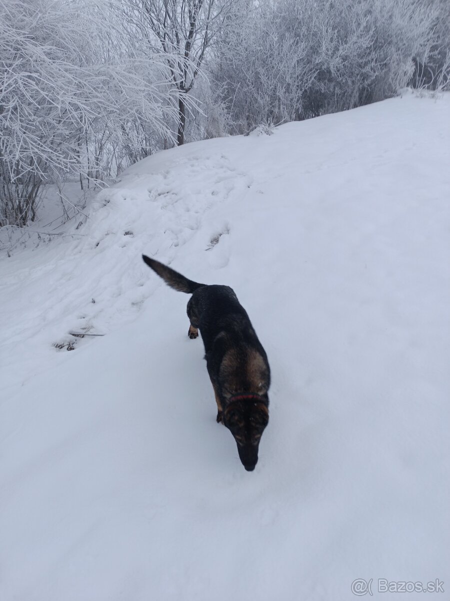 Nemecký ovčiak - 4