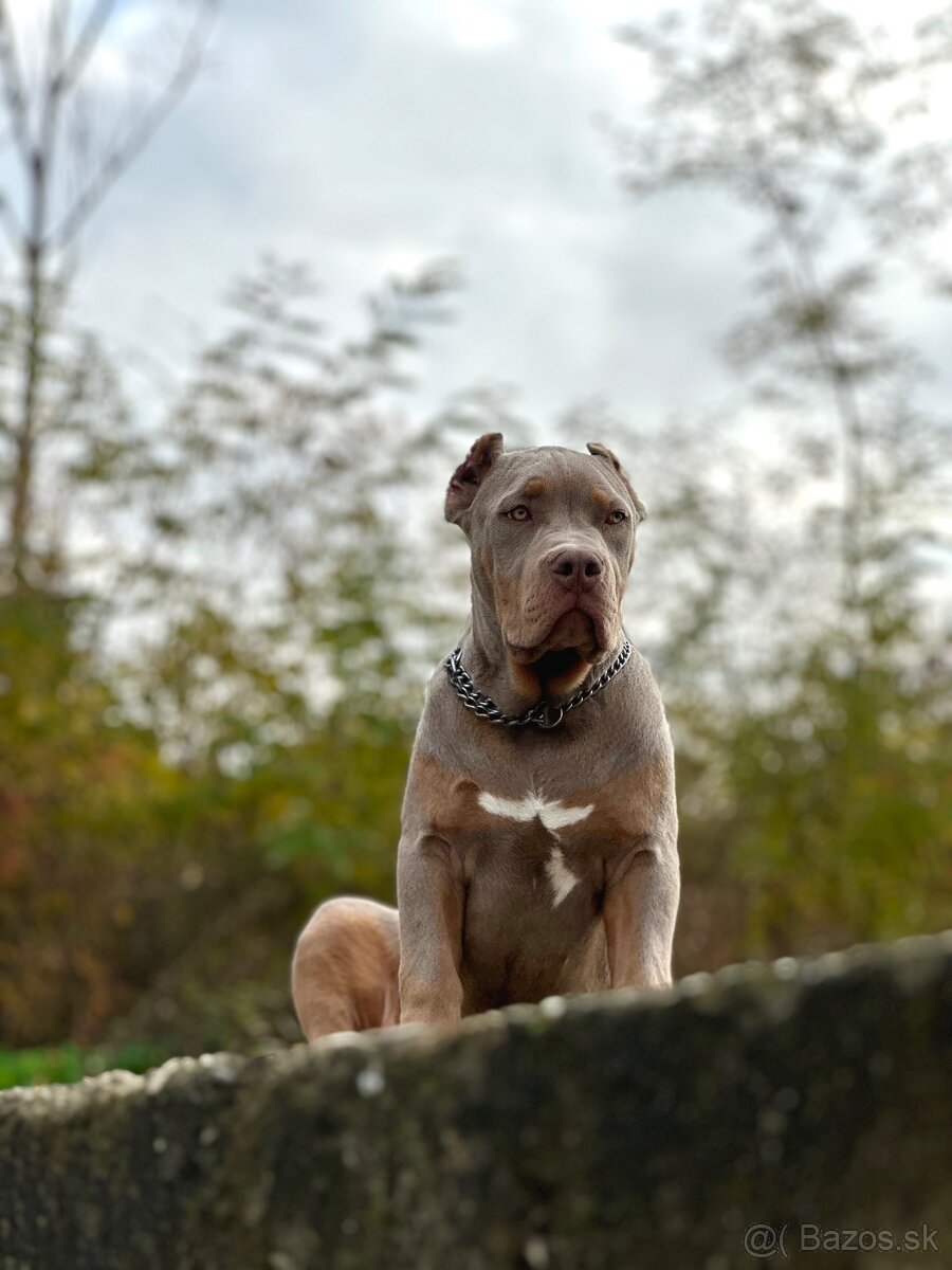 American Bully XL (Pitbull XXL) - 4