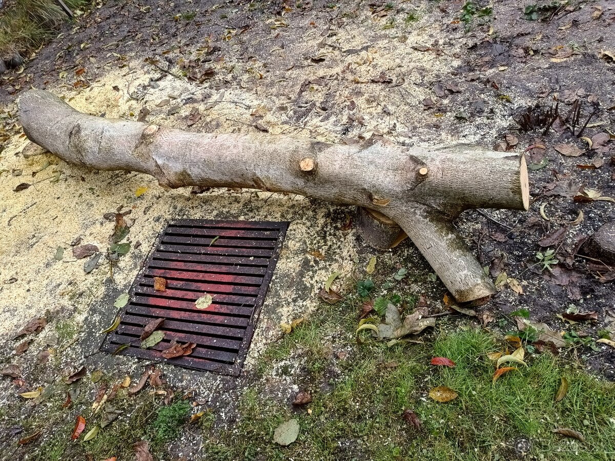 Predám kmeň orecha - 4