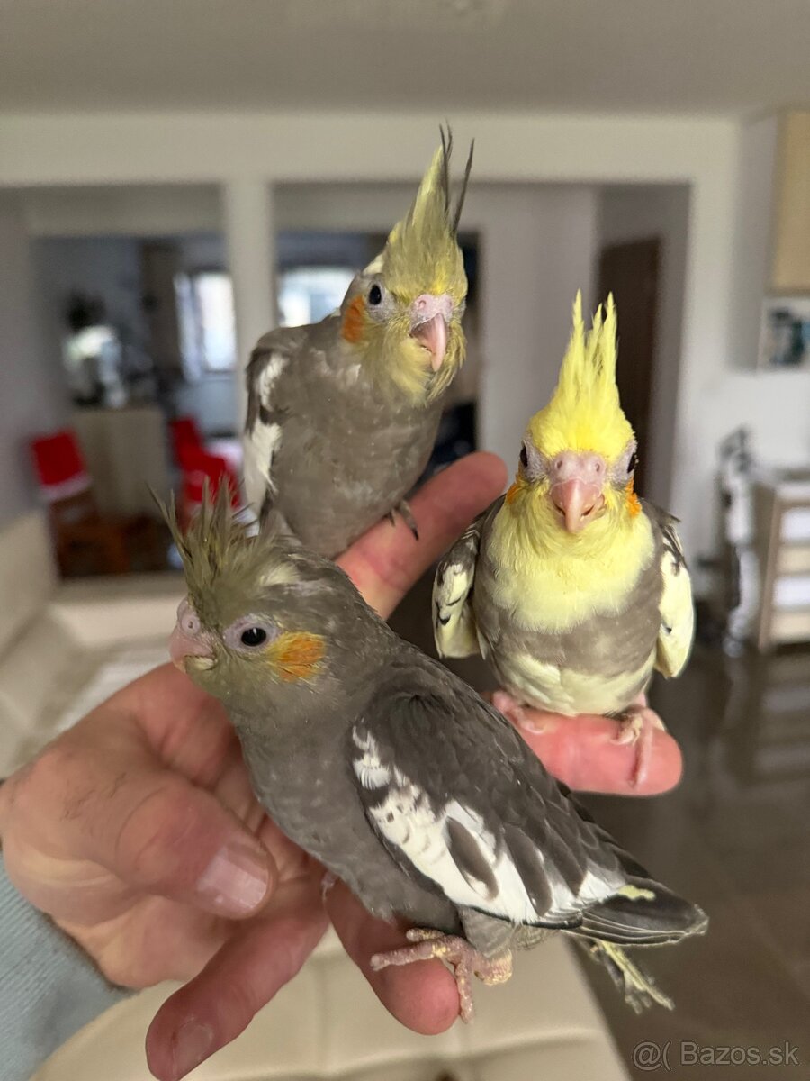Korely Maznačikovia ručne dokrmene - 4