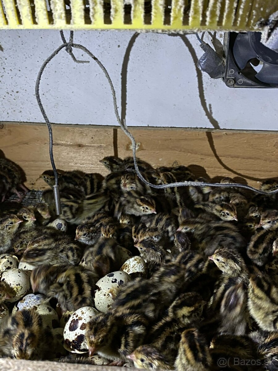 Japonské prepelice - 4