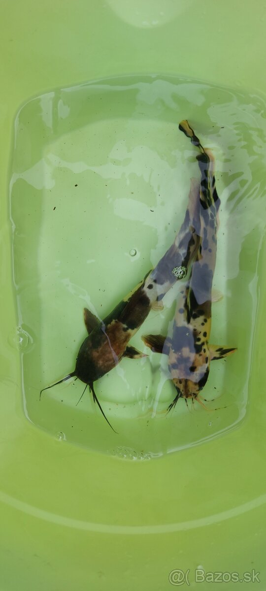 Clarias batrachus "albín" Sumček Clarias - 4