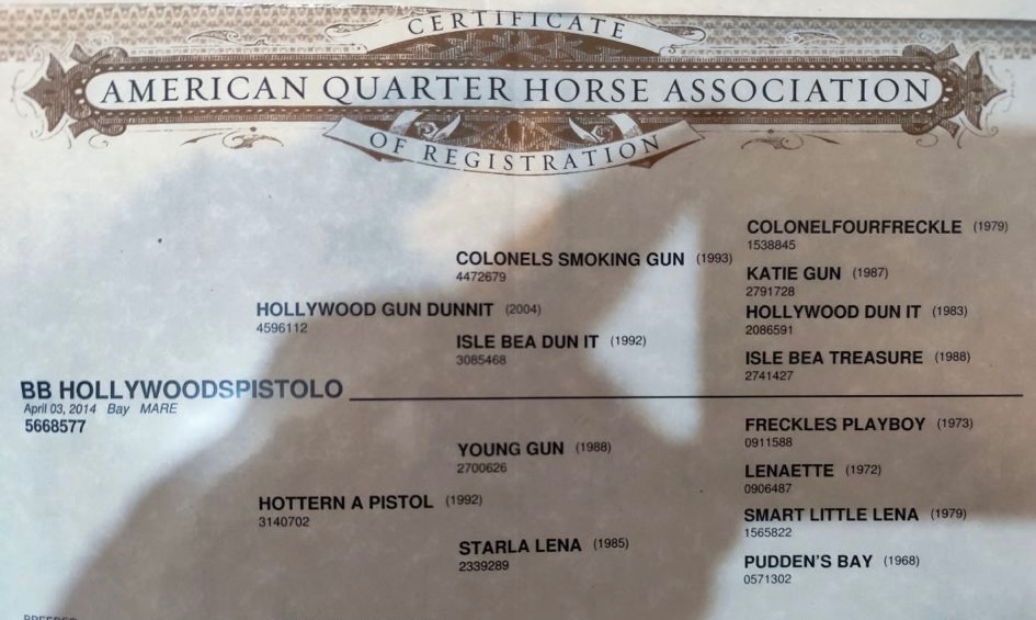 Quarter horse - 4