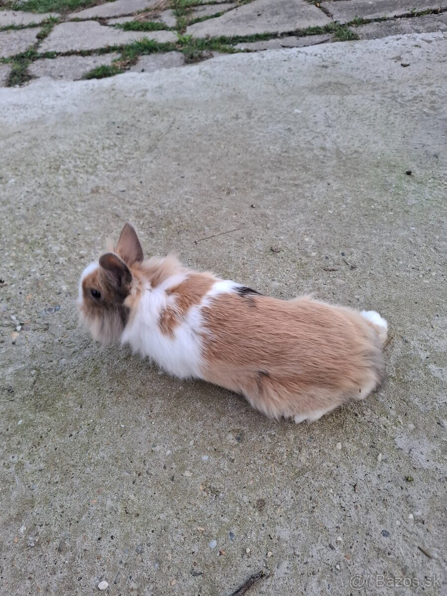 Predám zdrobnele kraliky - 4