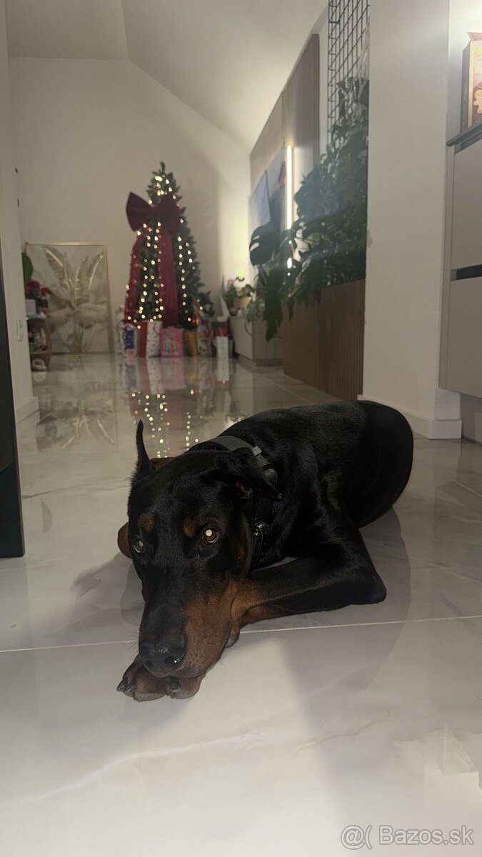 Doberman na krytie - 4