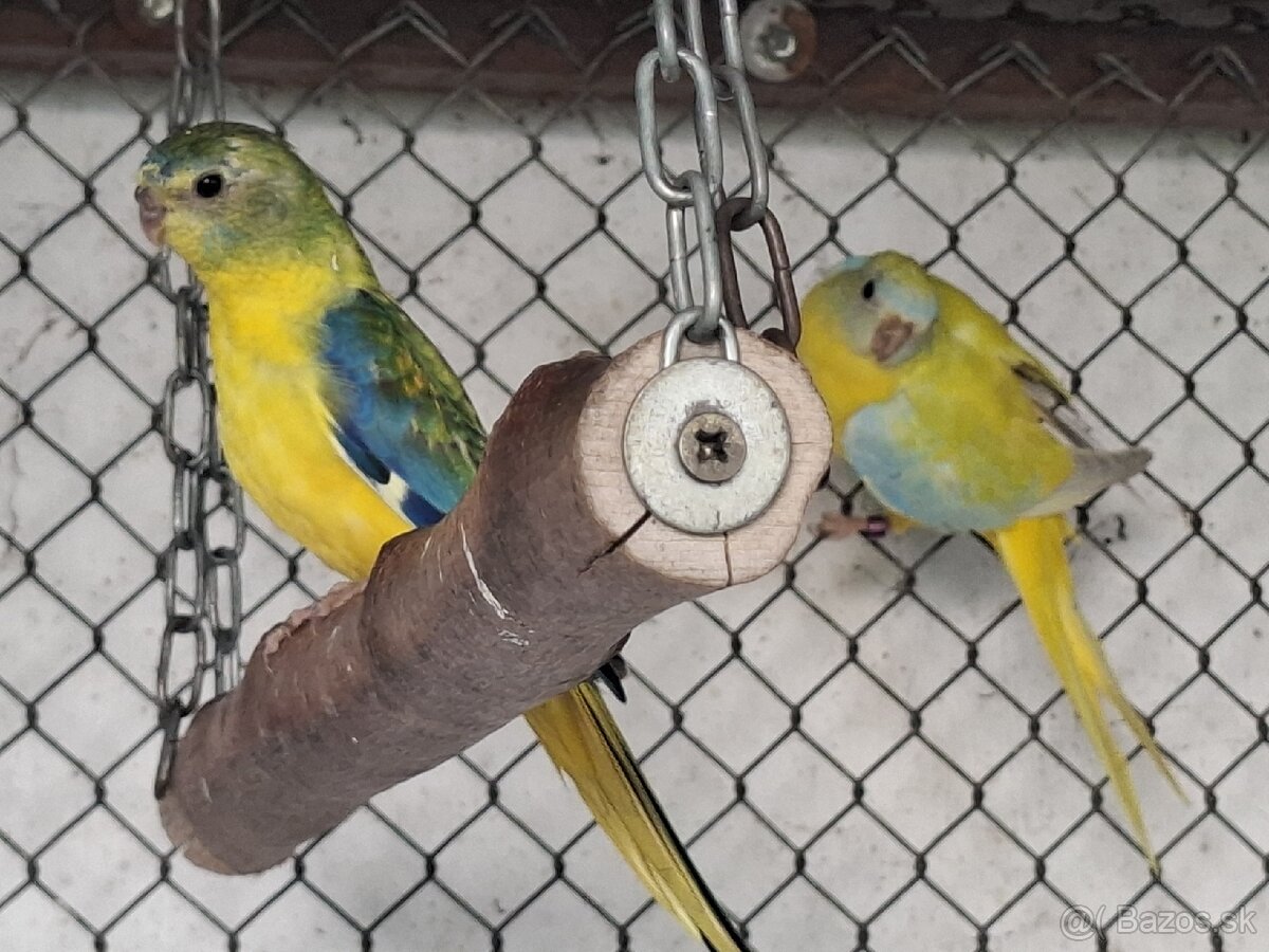 Neoféma tyrkysová žltobruchý opalín - 4