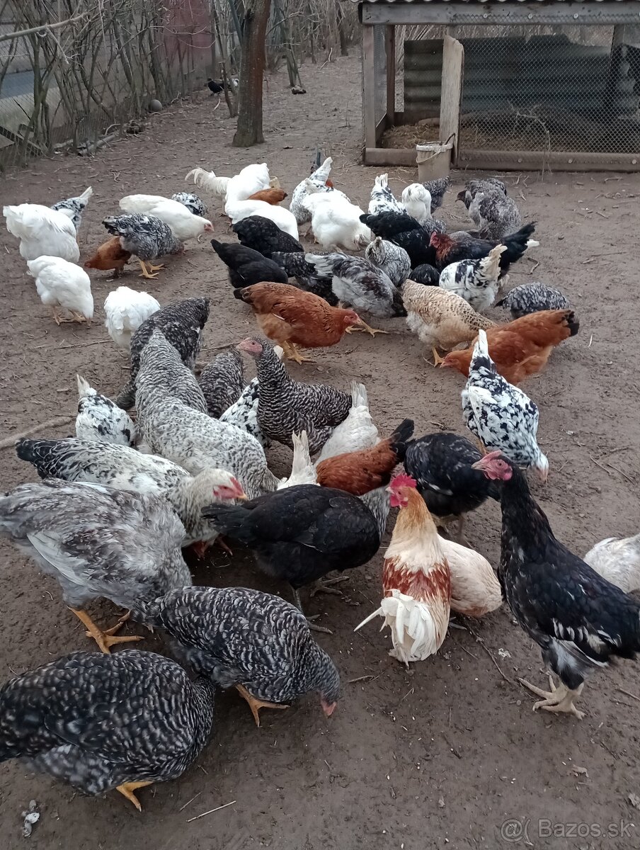 Ponúkam na predaj kohútov - 4