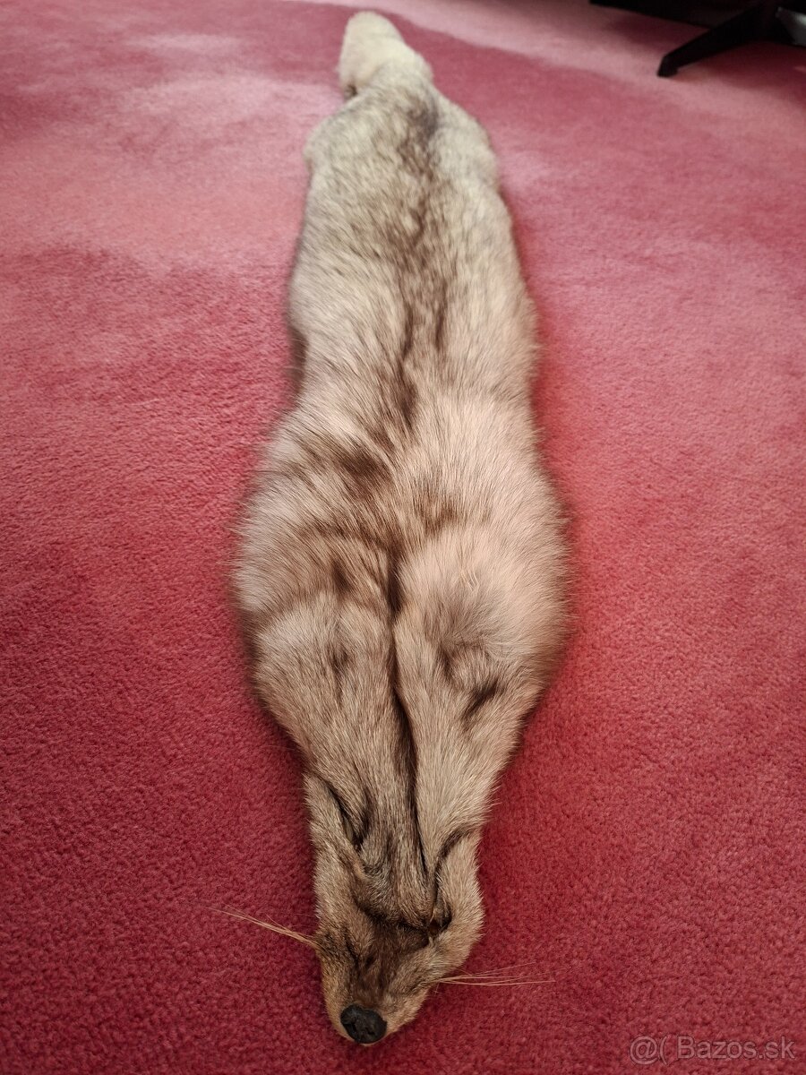 Strieborna liska - 4