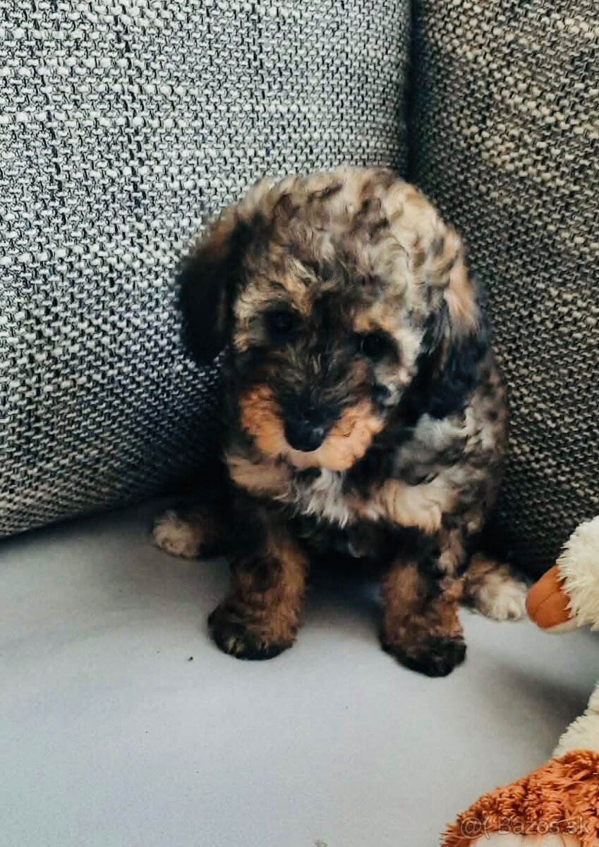 Predám mini toy pudle – šteniatka - 4