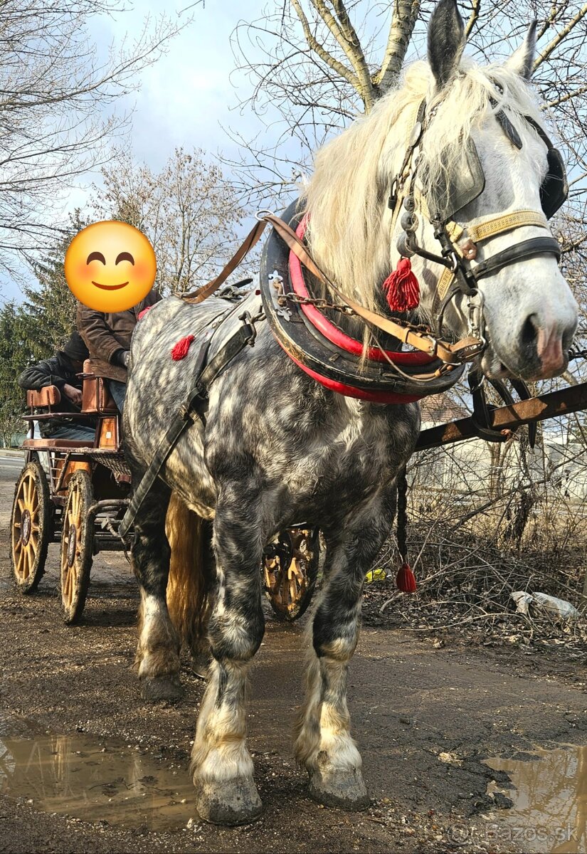 Predam Grošaka z papiermi - 4