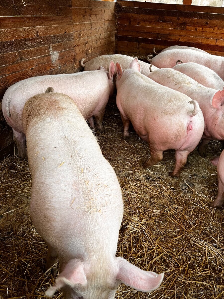 Jatočné ošípané - 4