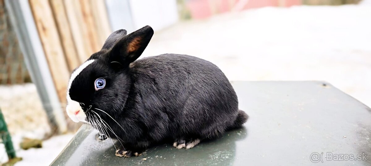 Zakrslý králik - 4