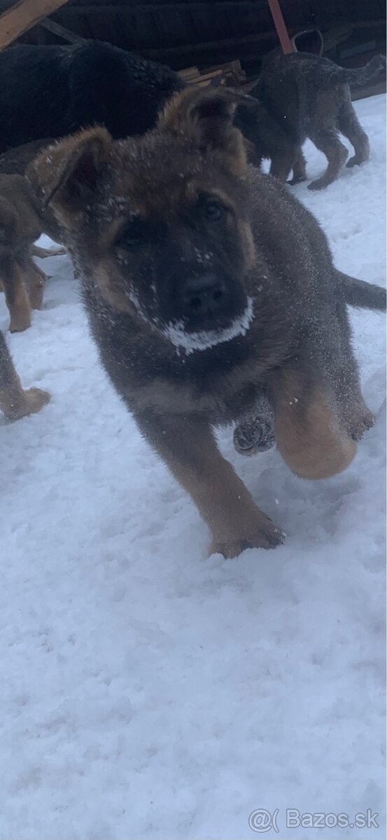 Nemecký ovčiak šteniatka - 4