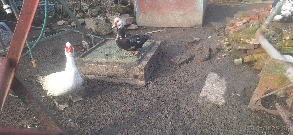 Predám mladého Káčera - 4