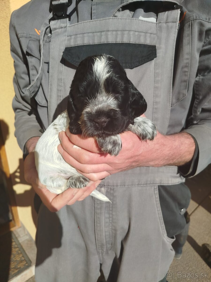 Anglický kokeršpaniel s PP - 4