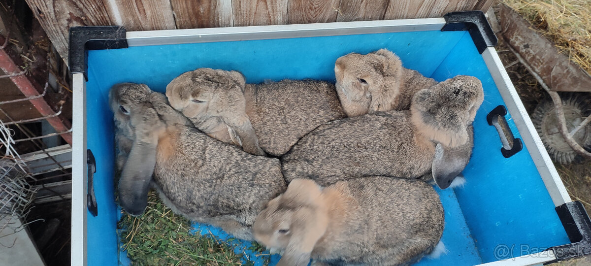 Predám zajacov FB - 4