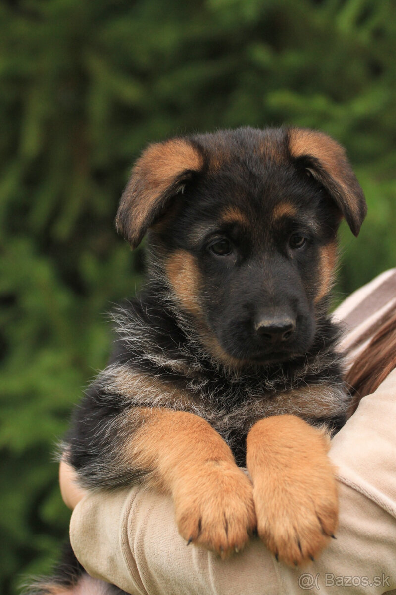 Německy ovčiak - 4